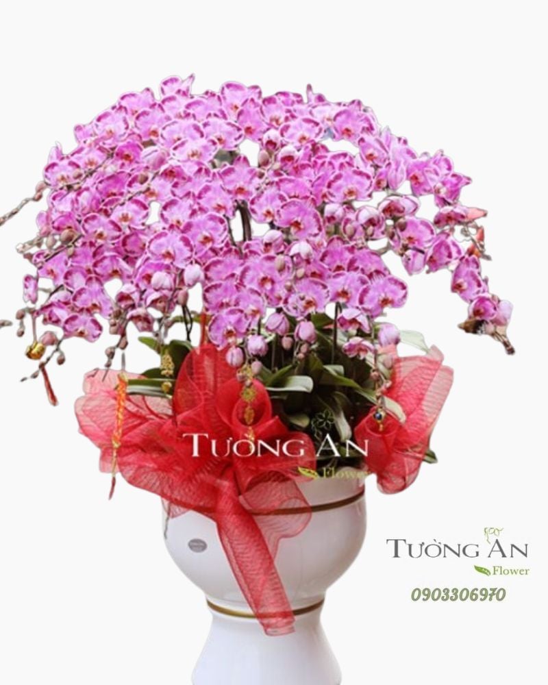  CHẬU LAN HỒ ĐIỆP MAY MẮN - S663 