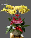  Chậu Lan Hồ Điệp May mắn - S698 
