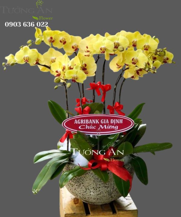  Chậu Lan Hồ Điệp May mắn - S698 
