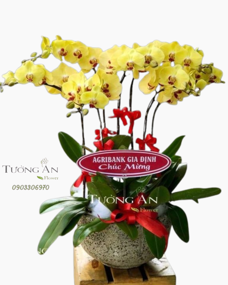  Chậu Lan Hồ Điệp May mắn - S698 