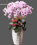  Chậu Lan Hồ Điệp May Mắn - S704 