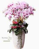  Chậu Lan Hồ Điệp May Mắn - S704 