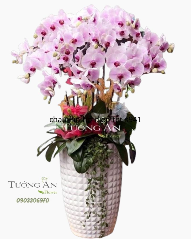  Chậu Lan Hồ Điệp May Mắn - S704 