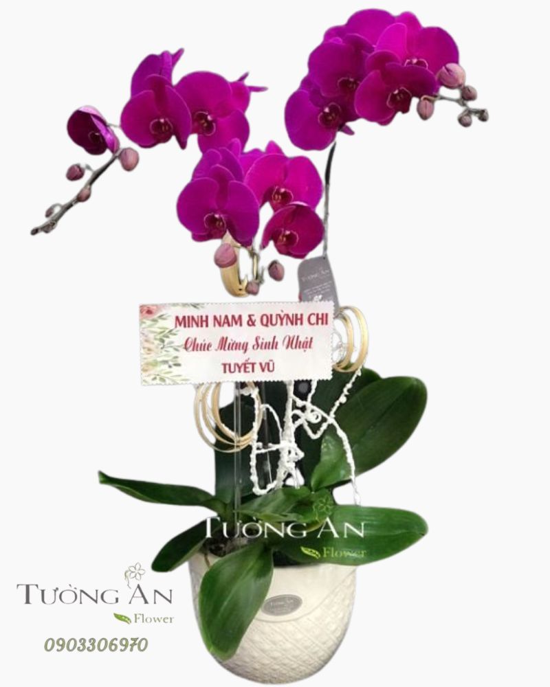  Chậu Lan Hồ Điệp May Mắn - S786 