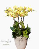  Chậu Lan Hồ Điệp Nắng Hạ - S750 