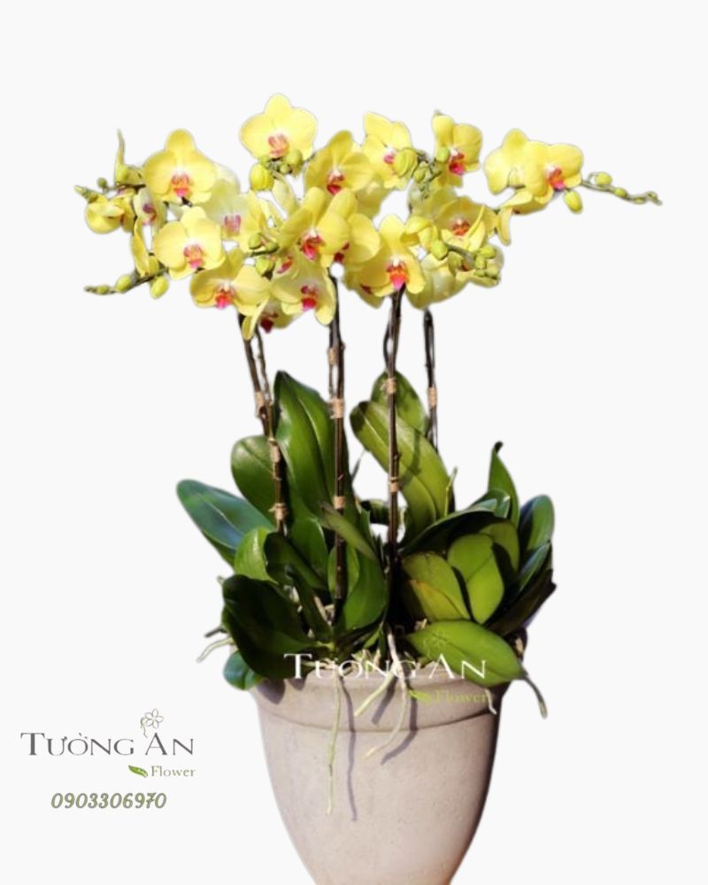  Chậu Lan Hồ Điệp Nắng Hạ - S750 