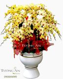  Chậu Lan Hồ Điệp Ngày Vinh Quang - S768 