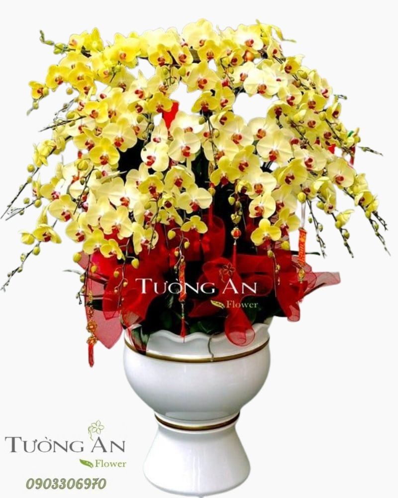  Chậu Lan Hồ Điệp Ngày Vinh Quang - S768 