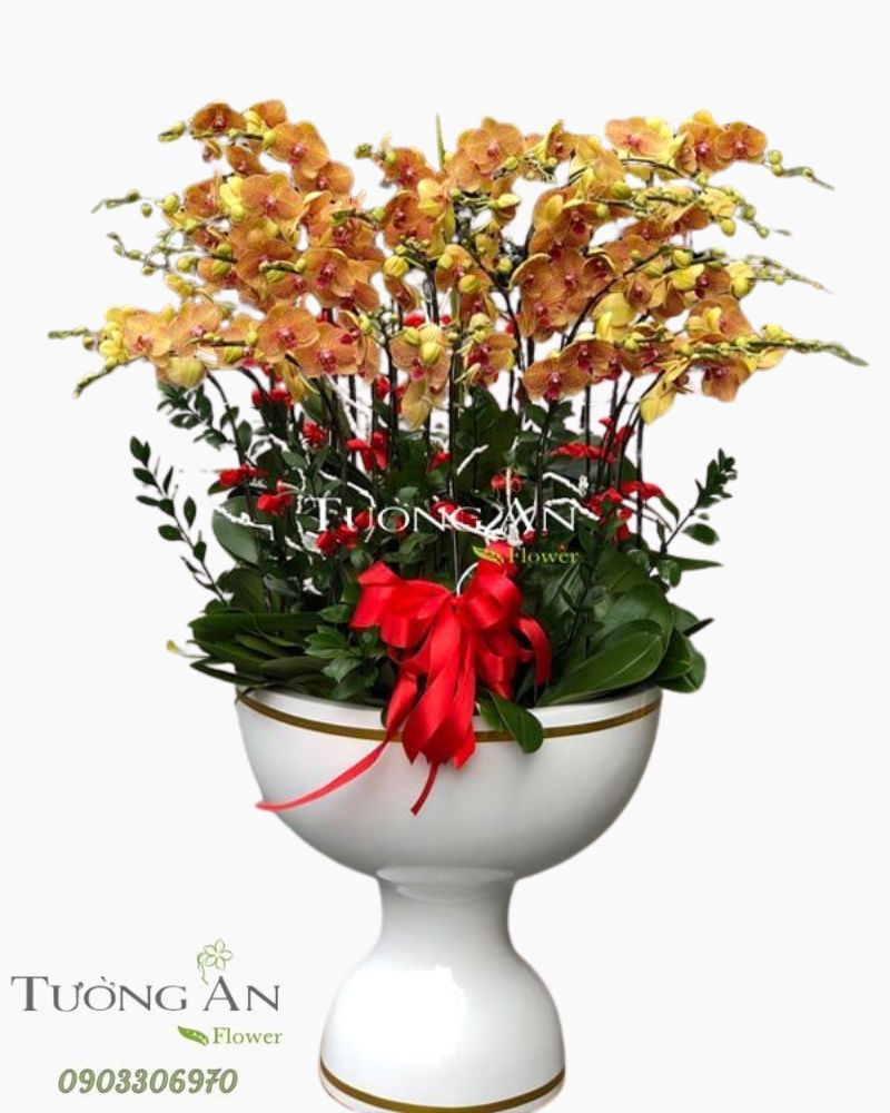  Chậu Lan Hồ Điệp Ngày Xuân Hạnh Phúc - S792 