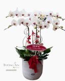  Chậu Lan Hồ Điệp Nồng Nàn - S688 