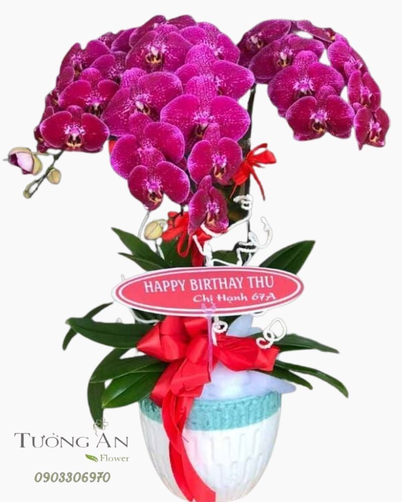  Chậu Lan Hồ Điệp Phát Lộc - S801 