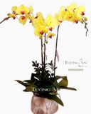  Chậu Lan Hồ Điệp Phát Tài - S689 