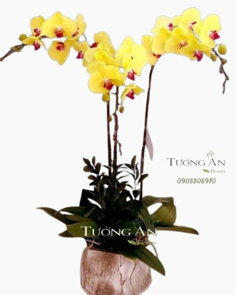 chau-lan-ho-diep-phat-tai-s689