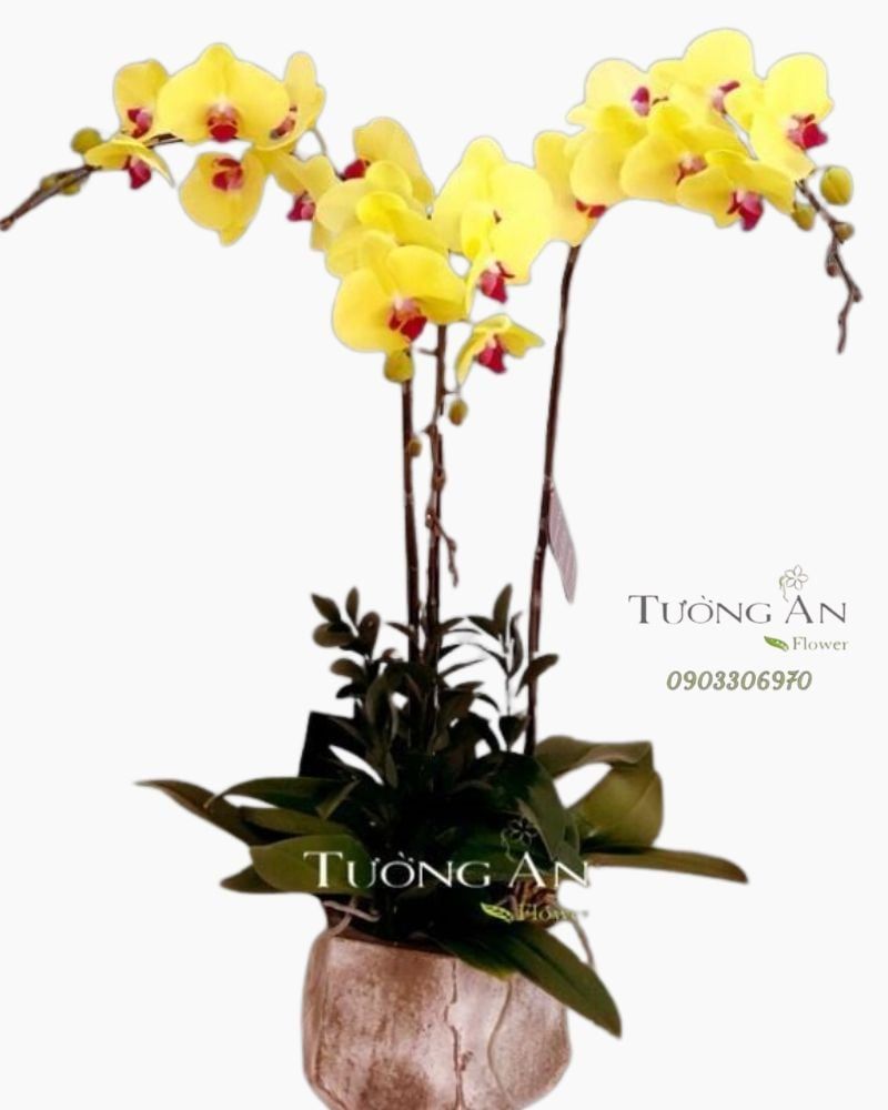  Chậu Lan Hồ Điệp Phát Tài - S689 