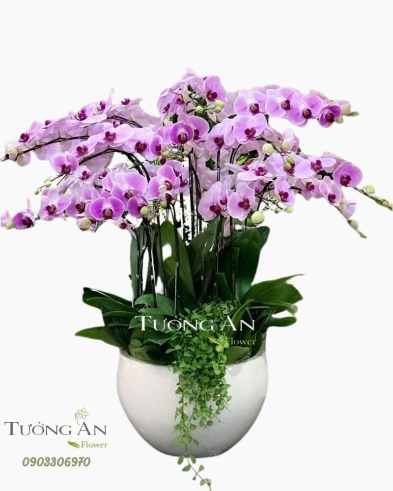  Chậu Lan Hồ Điệp Phát Tài - S796 