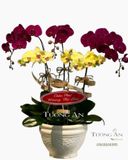  Chậu Lan Hồ Điệp Phối Màu - S806 