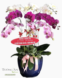  Chậu Lan Hồ Điệp Phối màu - S828 