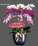  Chậu Lan Hồ Điệp Phối màu - S828 