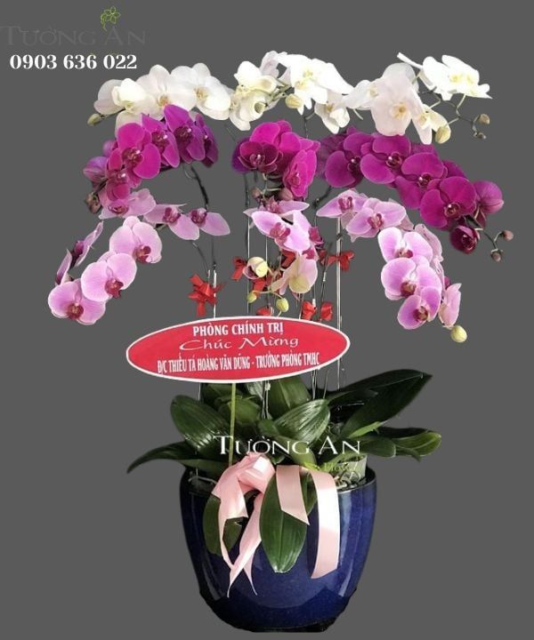  Chậu Lan Hồ Điệp Phối màu - S828 