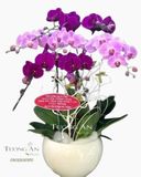  Chậu Lan Hồ Điệp Phối Màu - S830 