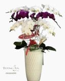  Chậu Lan Hồ Điệp Phối Màu - S833 