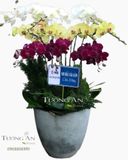  Chậu Lan Hồ Điệp Phối Màu - S860 