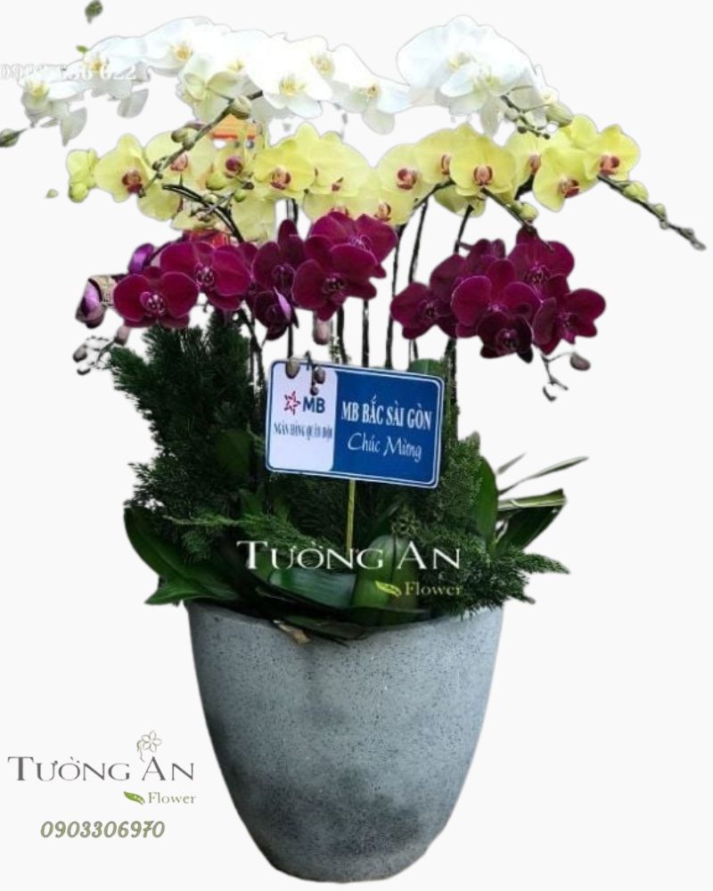  Chậu Lan Hồ Điệp Phối Màu - S860 