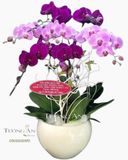  Chậu Lan Hồ Điệp Phối Màu - S863 