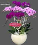  Chậu Lan Hồ Điệp Phối Màu - S863 