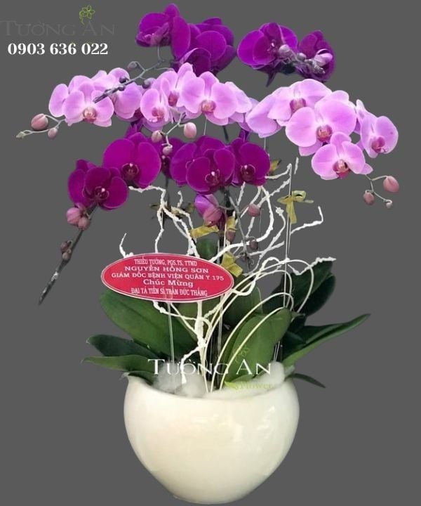 Chậu Lan Hồ Điệp Phối Màu - S863 