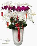  Chậu Lan Hồ Điệp Phối Màu - S897 