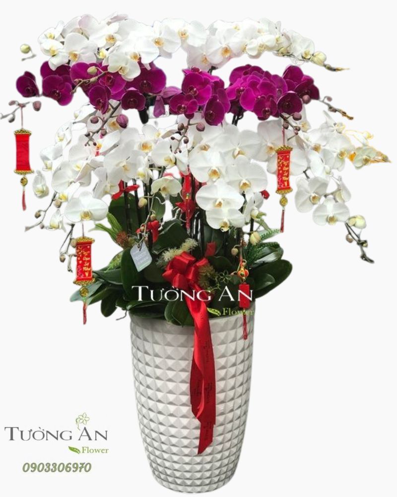  Chậu Lan Hồ Điệp Phối Màu - S897 