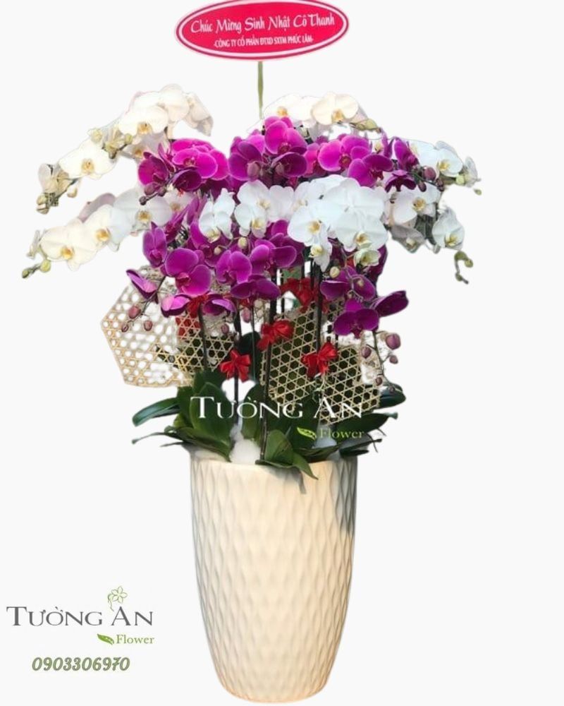  Chậu Lan Hồ Điệp Phối Màu - S924 