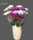  Chậu Lan Hồ Điệp Phối Màu - S924 