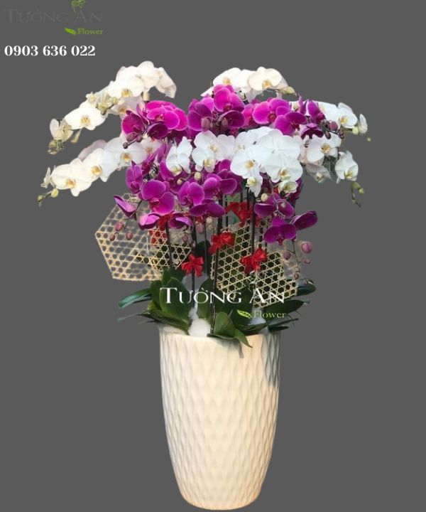  Chậu Lan Hồ Điệp Phối Màu - S924 