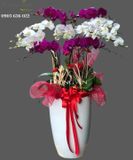  Chậu Lan Hồ Điệp Phối Màu - S962 
