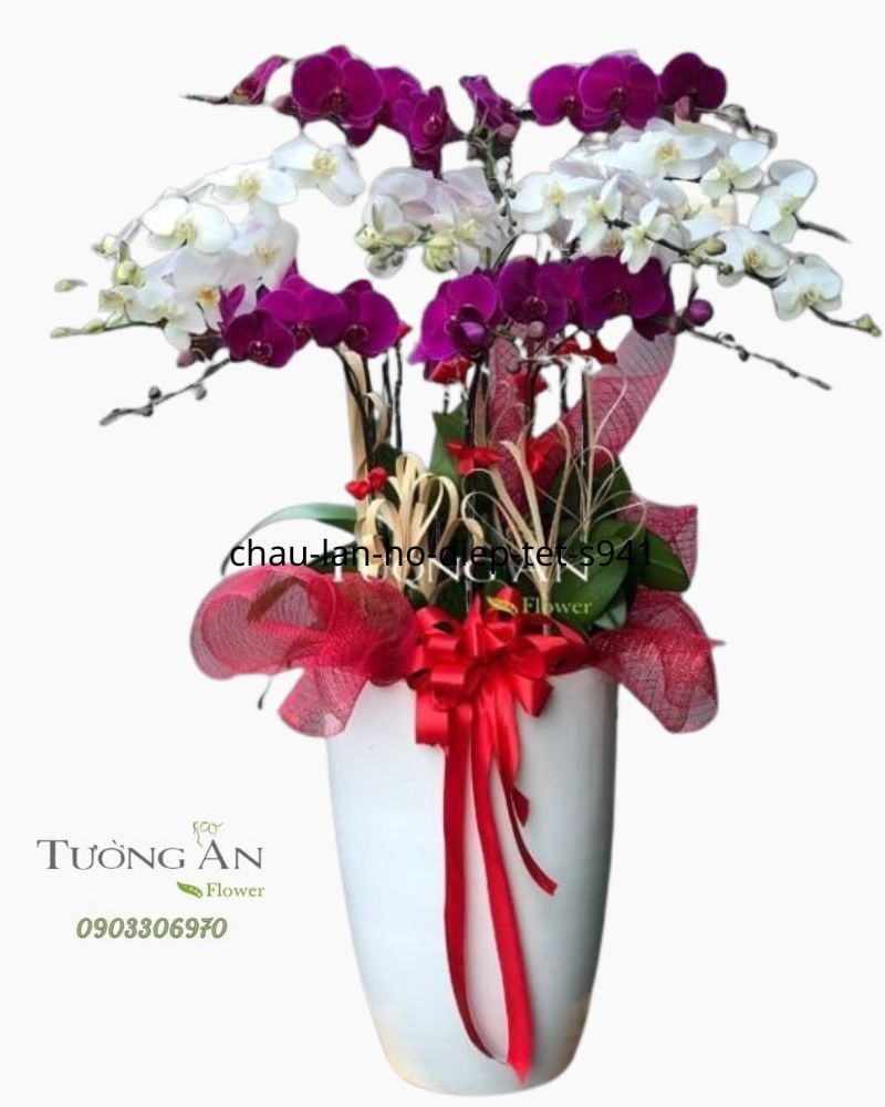  Chậu Lan Hồ Điệp Phối Màu - S962 