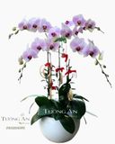  Chậu Lan Hồ Điệp Phớt Hồng - S793 