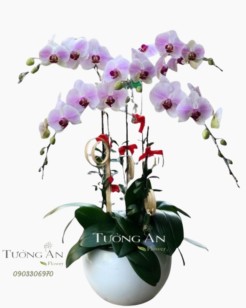  Chậu Lan Hồ Điệp Phớt Hồng - S793 