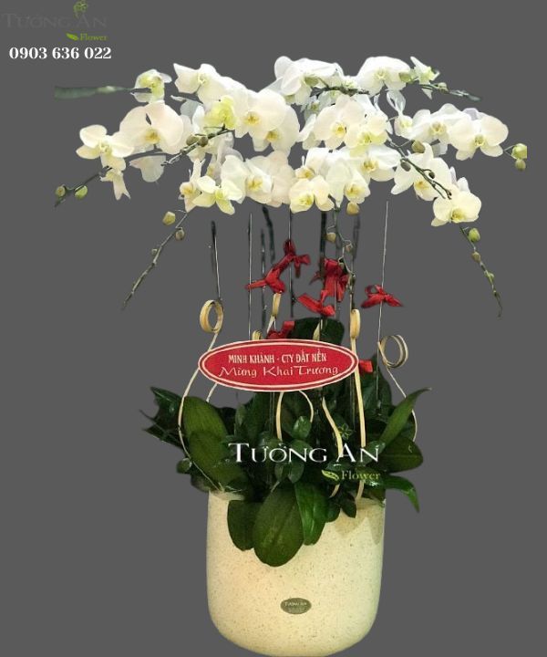  Chậu Lan Hồ Điệp Phú Quý - S680 