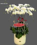  Chậu Lan Hồ Điệp Phú Quý - S680 