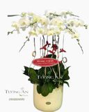  Chậu Lan Hồ Điệp Phú Quý - S680 