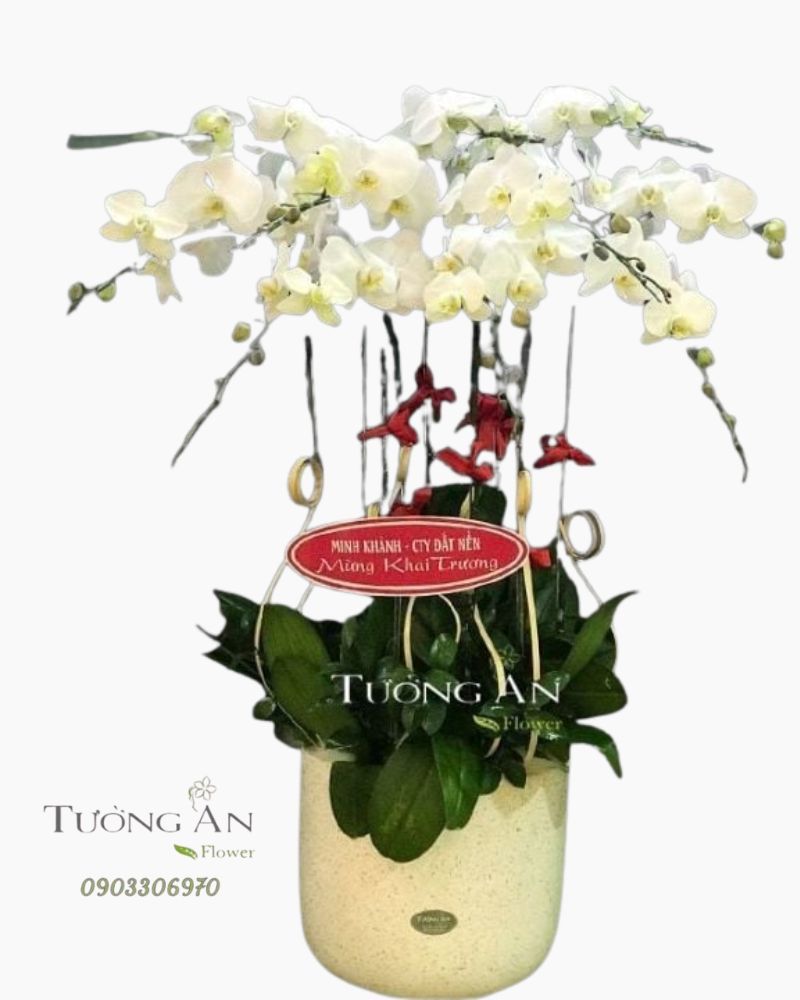  Chậu Lan Hồ Điệp Phú Quý - S680 