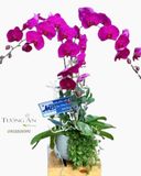  Chậu Lan Hồ Điệp Phú Quý - S795 