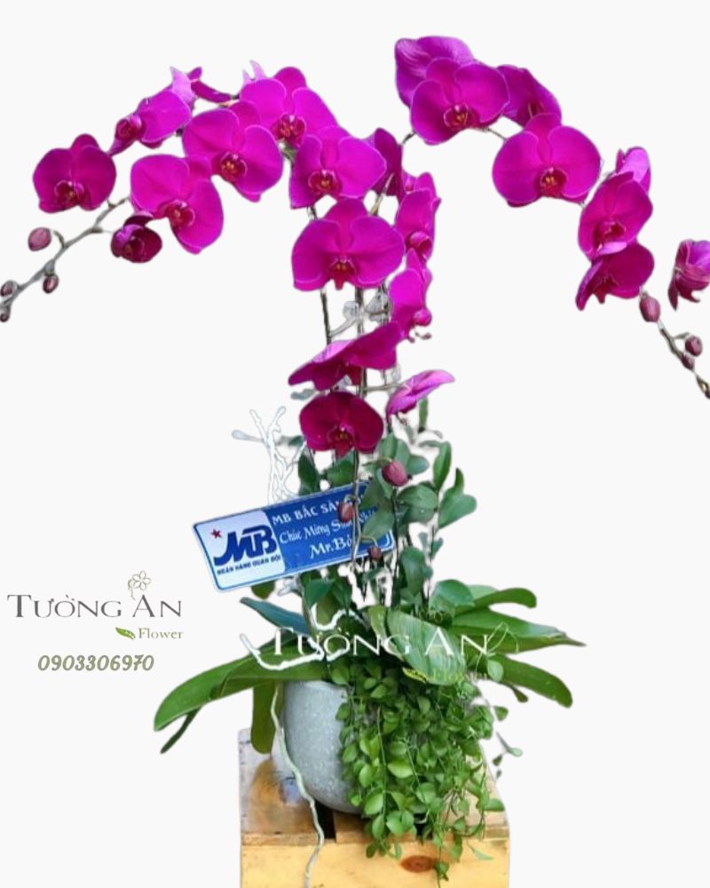  Chậu Lan Hồ Điệp Phú Quý - S795 