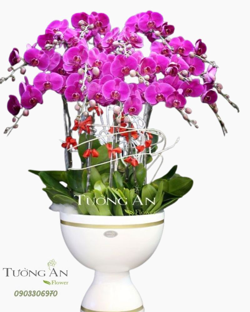  Chậu Lan Hồ Điệp Phúc Lộc Thọ - S783 