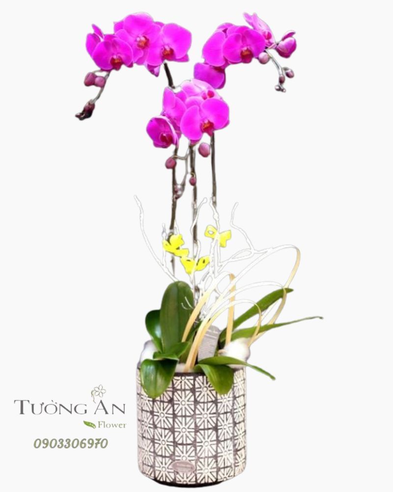  Chậu Lan Hồ Điệp Rạng Rỡ - S753 