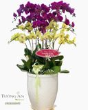  Chậu Lan Hồ Điệp Reo Vui - S789 