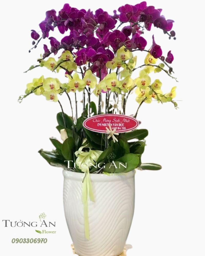  Chậu Lan Hồ Điệp Reo Vui - S789 