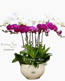  Chậu Lan Hồ Điệp Rực rỡ - S752 